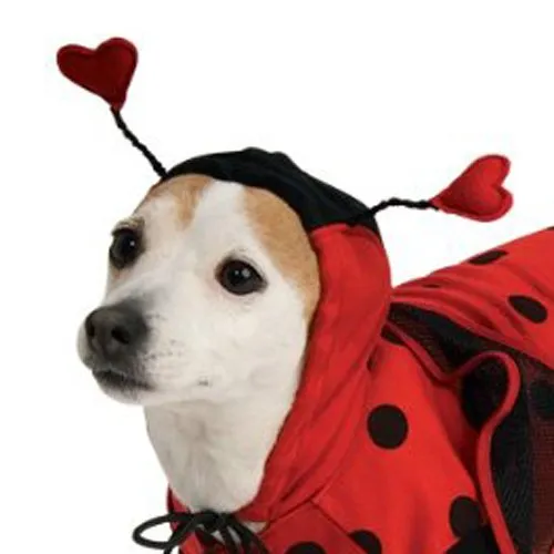 Lady Bug Pet Costume